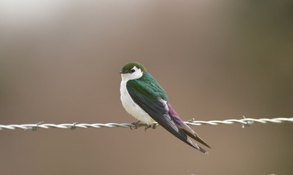 Birdwatching in Devils Tower Country