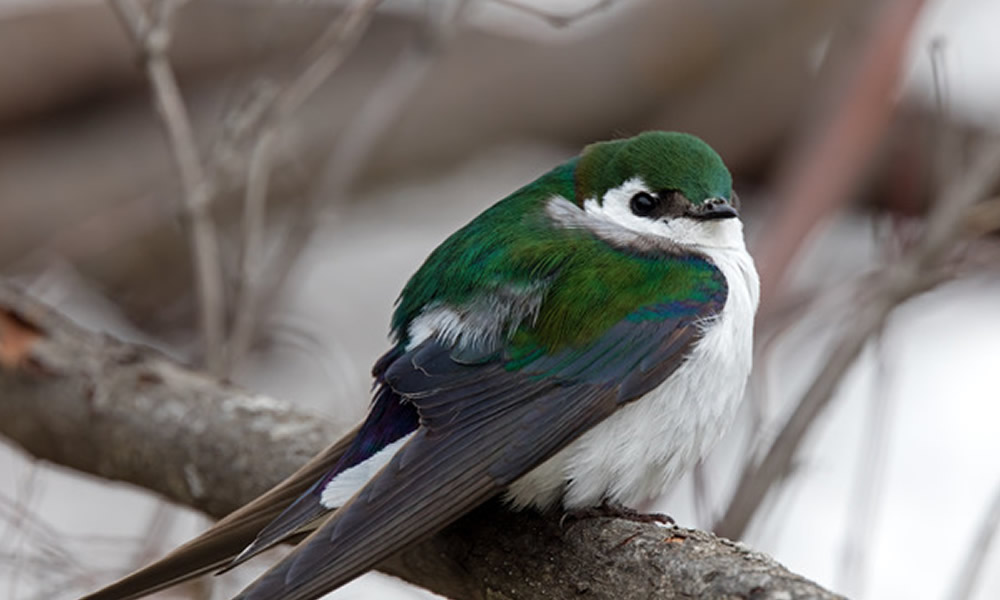 Birdwatching landscape in Sundance and Crook County Wyoming