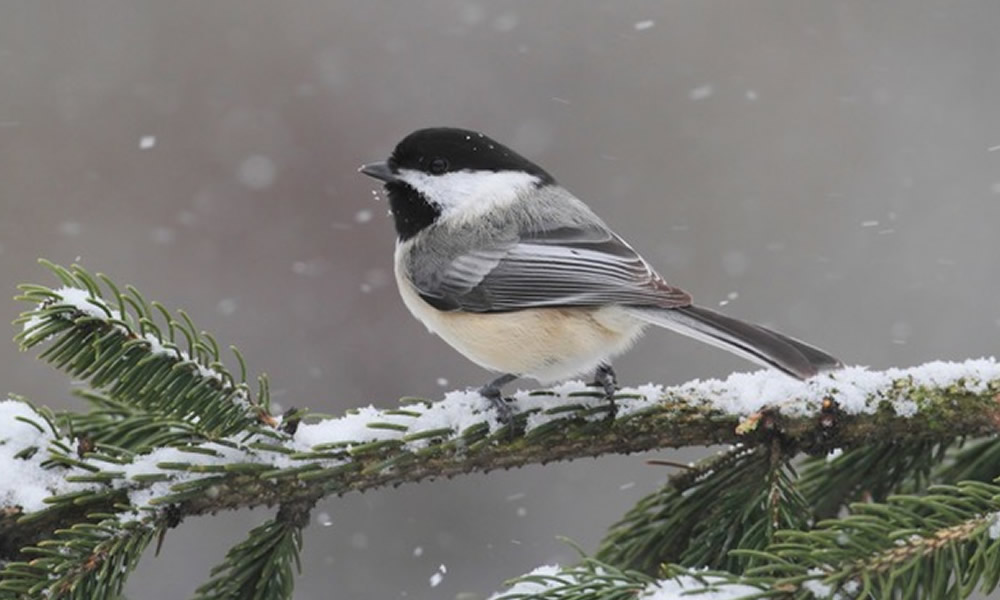 Birdwatching in Devils Tower Country