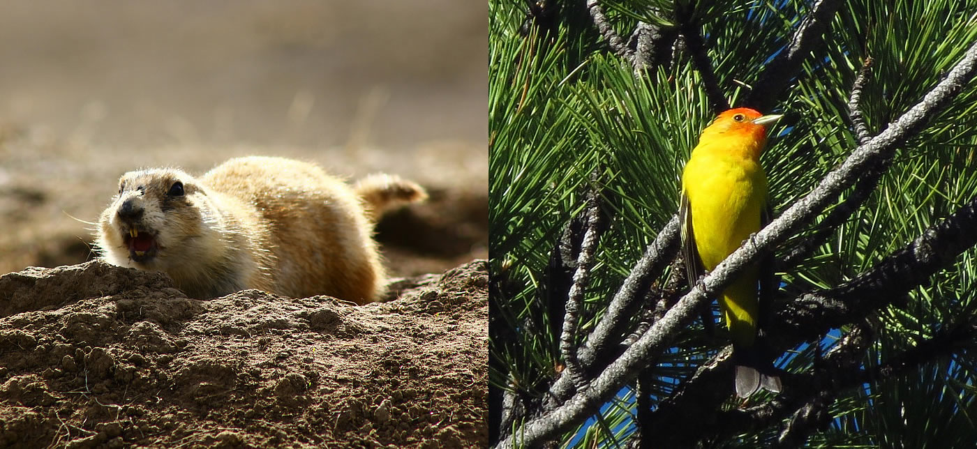 devils tower national monument wildlife