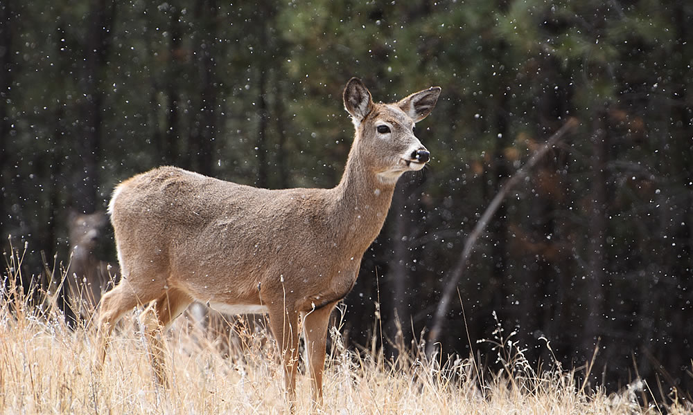 Crook County Wildlife