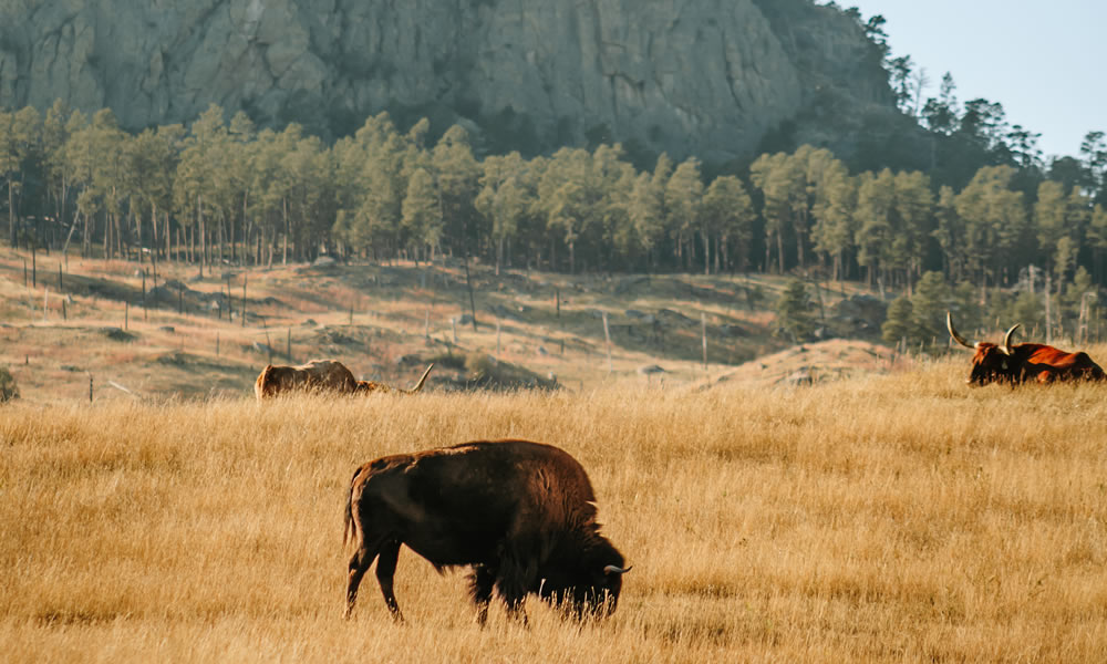 Crook County Wildlife