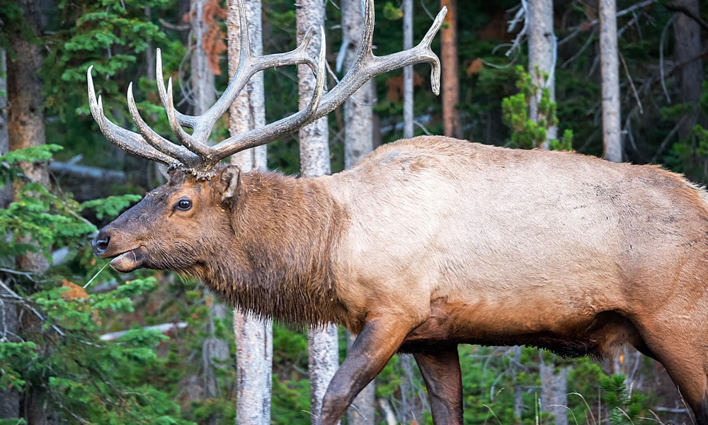 Crook County Hunting Experiences